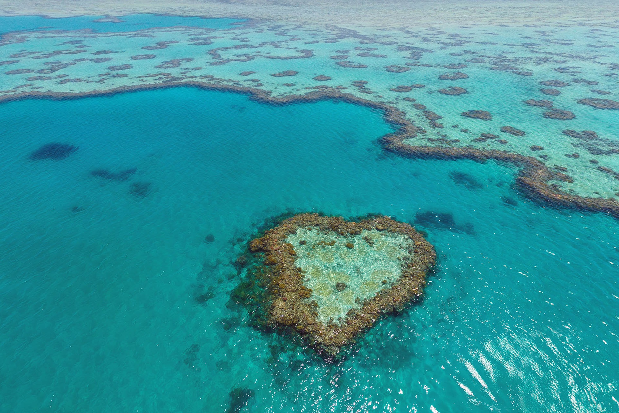 Heart Shaped Coral